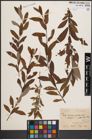 Foto von Salix cinerea L. x Salix purpurea L.